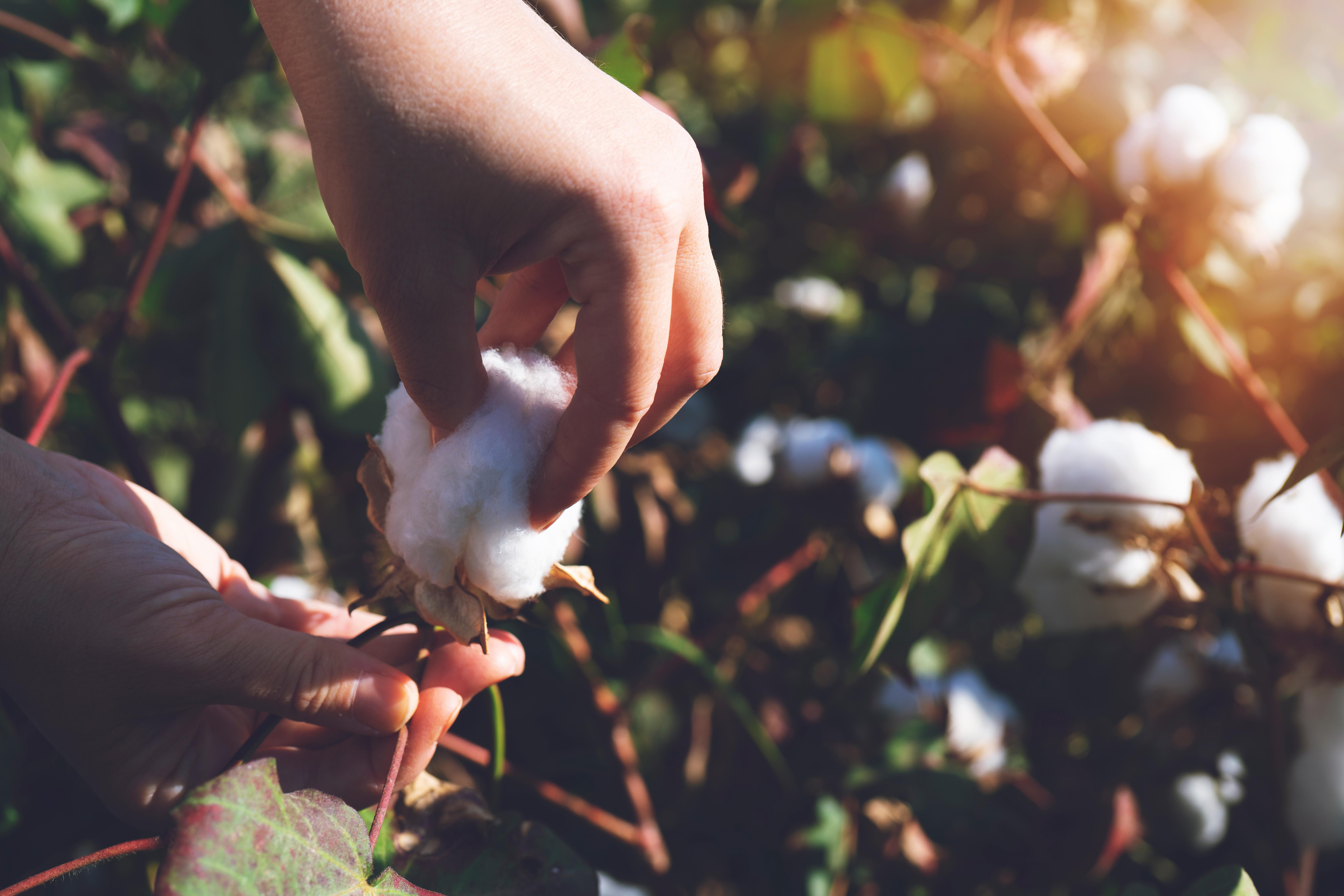 Collecting cotton from a cotton field at sunset.