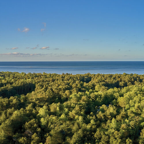 Serene image of a forest and the ocean in the horizon during a calm day.