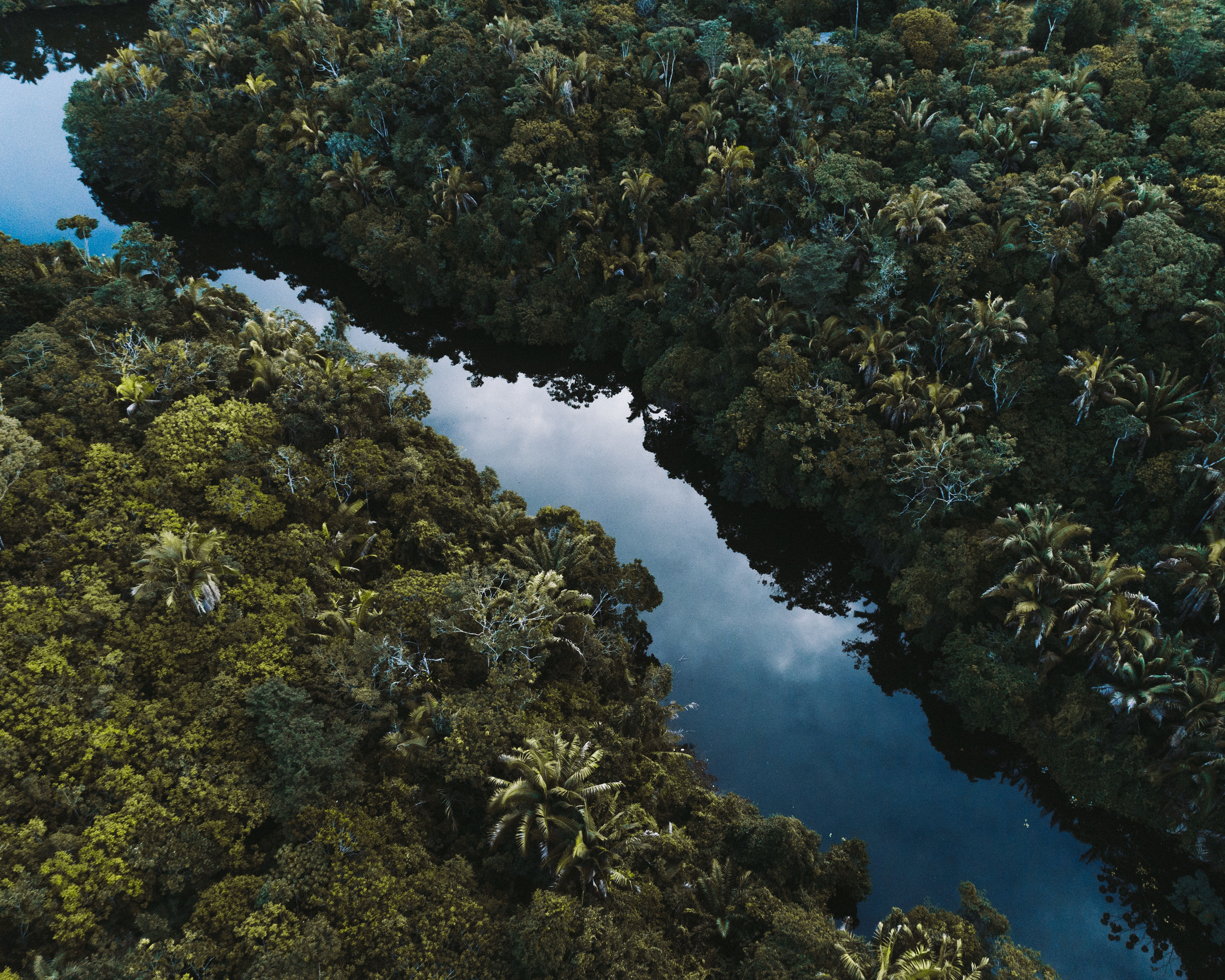 Top view of a dense rainforest with a river in between.