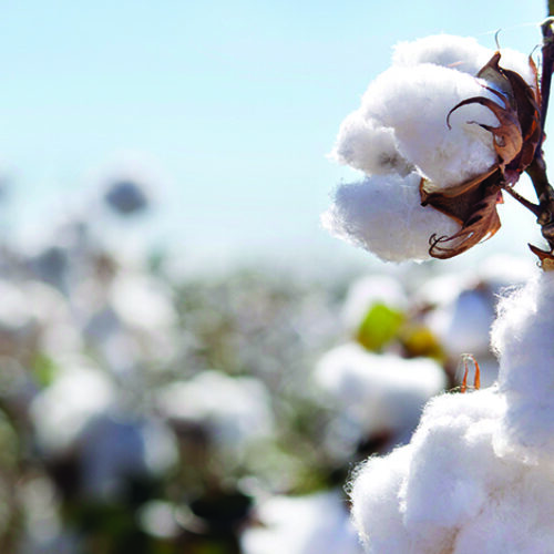 Close up shot of 3 cotton plants in a cotton field, plump and ready to be harvested.