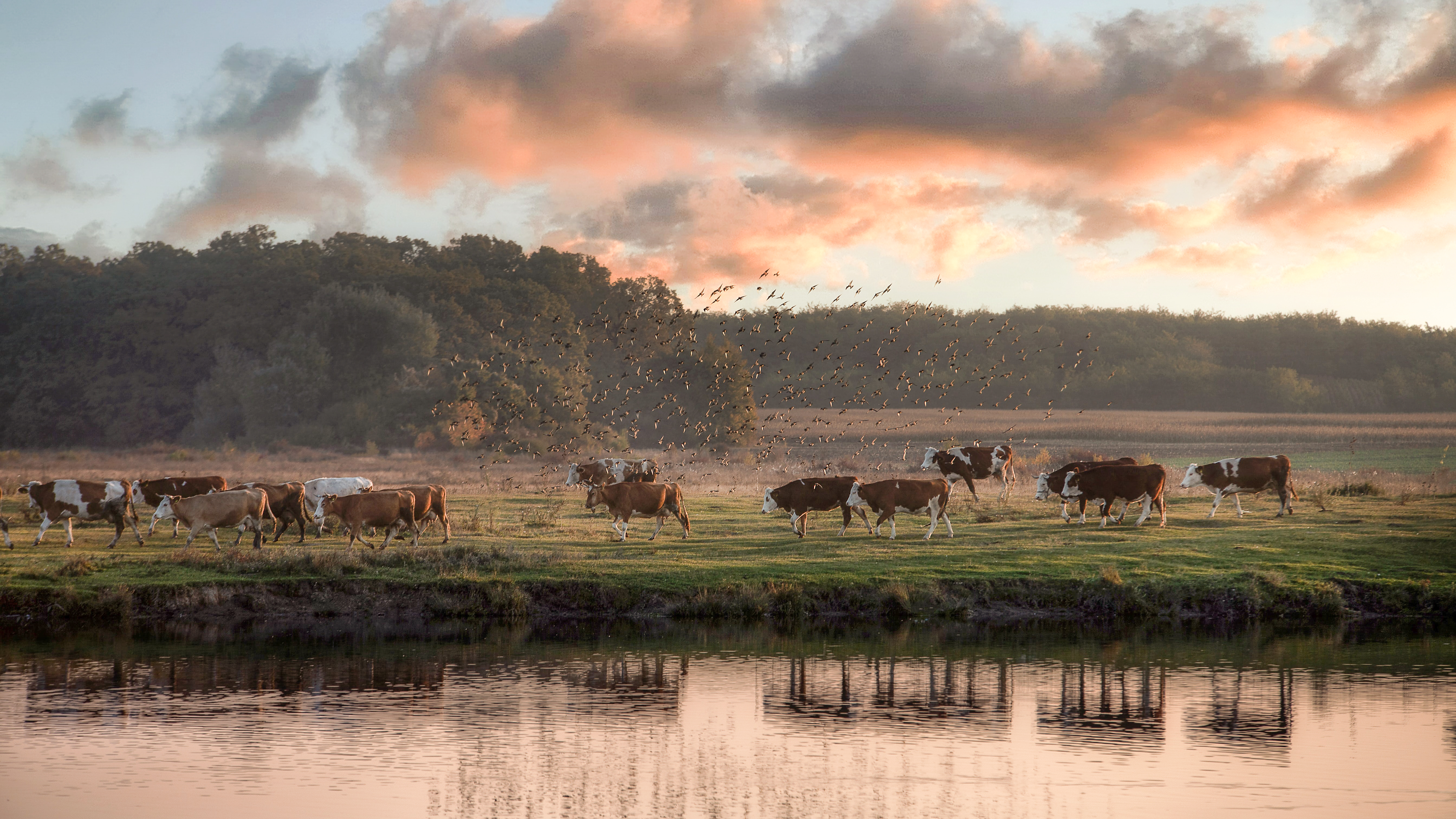 A herd of cows and birds flying away on a sunset landscape.