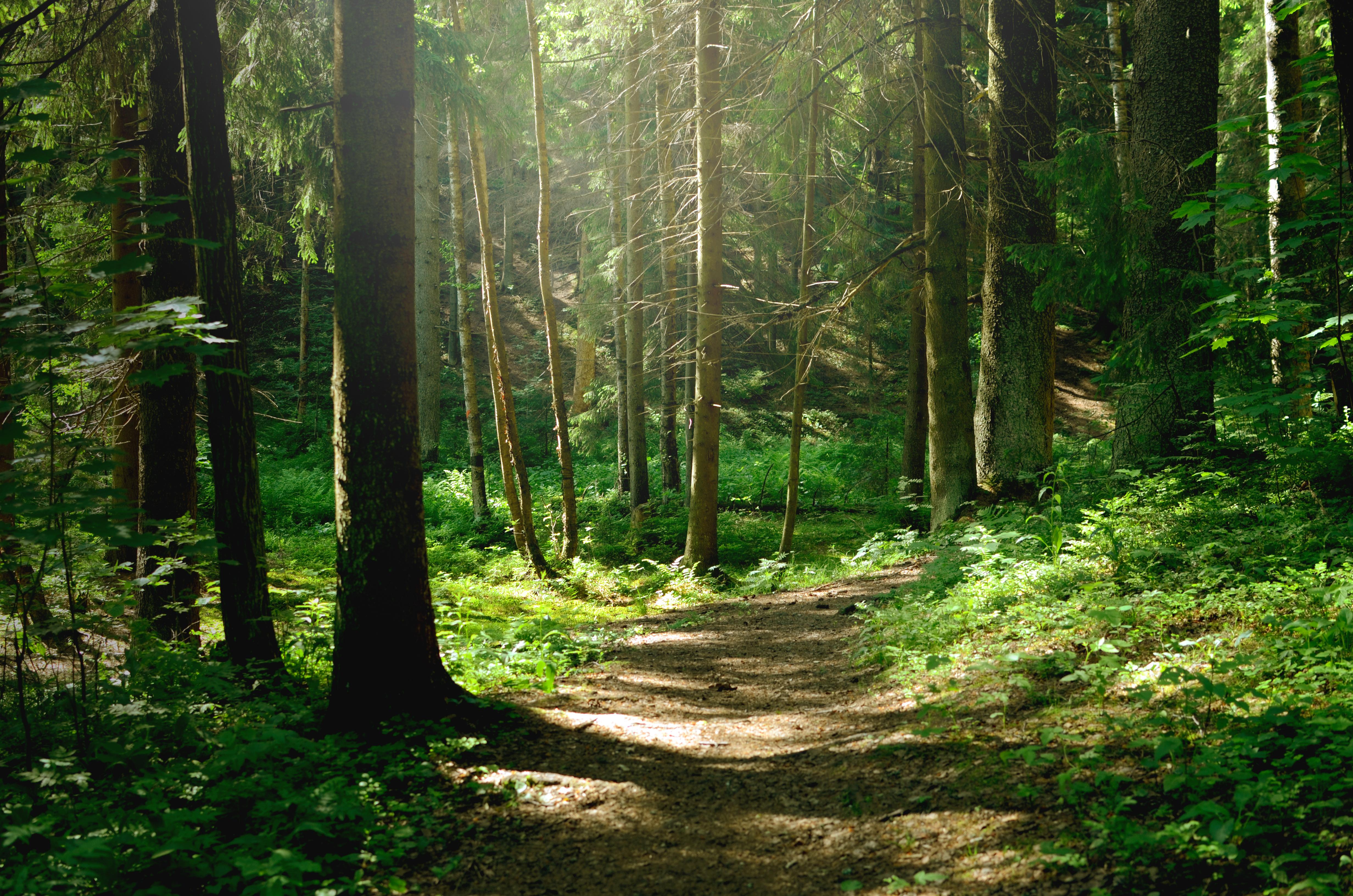 A green secluded hiking trail with rich green trees and sunlight around the trail.
