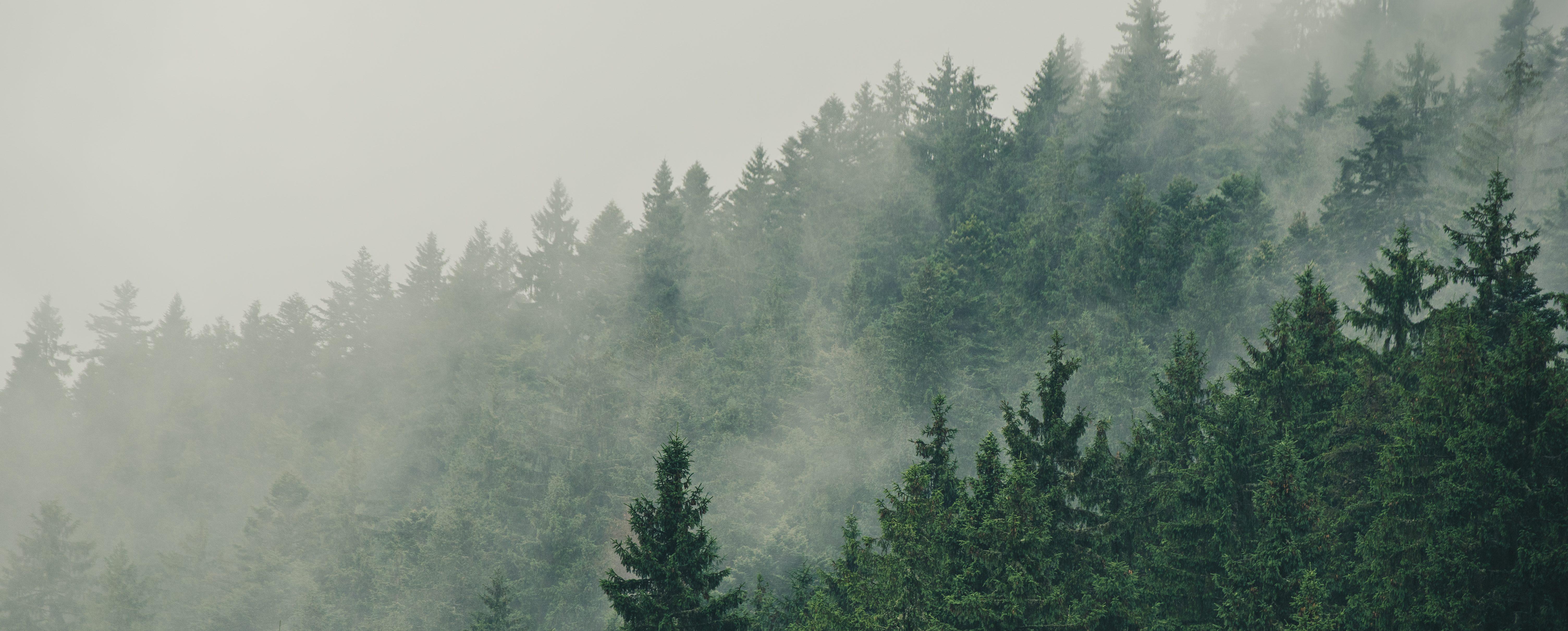 Forest landscape with dense fog depicting the change in climate
