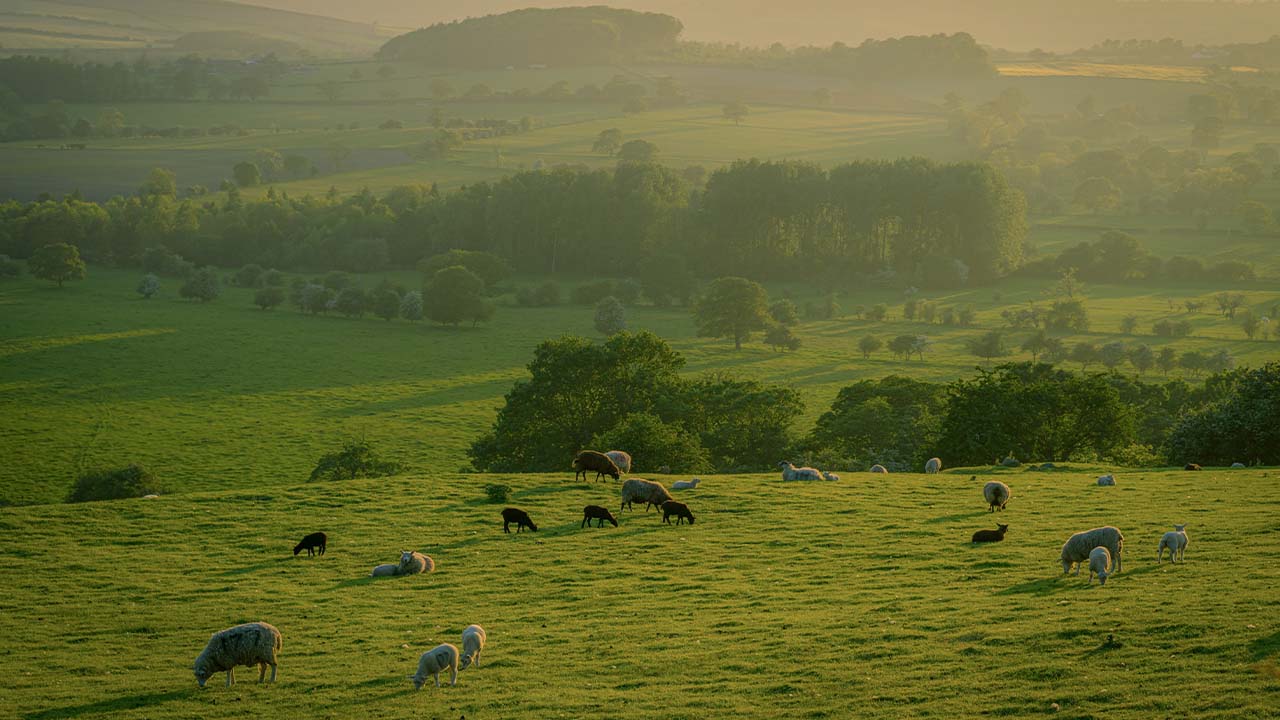 The Biodiversity Landscape Analysis