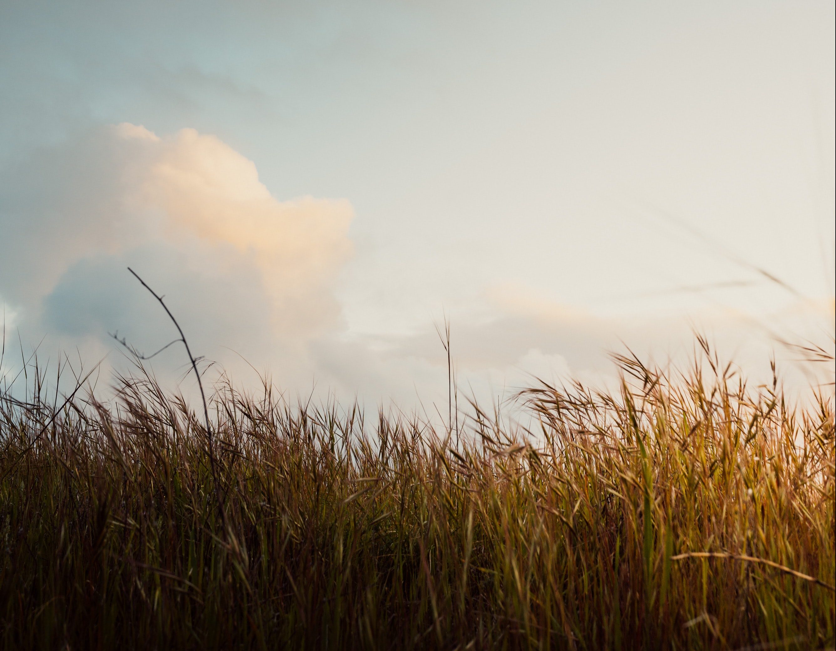 A meadow og green grass with a clear sky at sunset