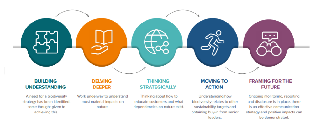 The 5 stages of the biodiversity roadmap.