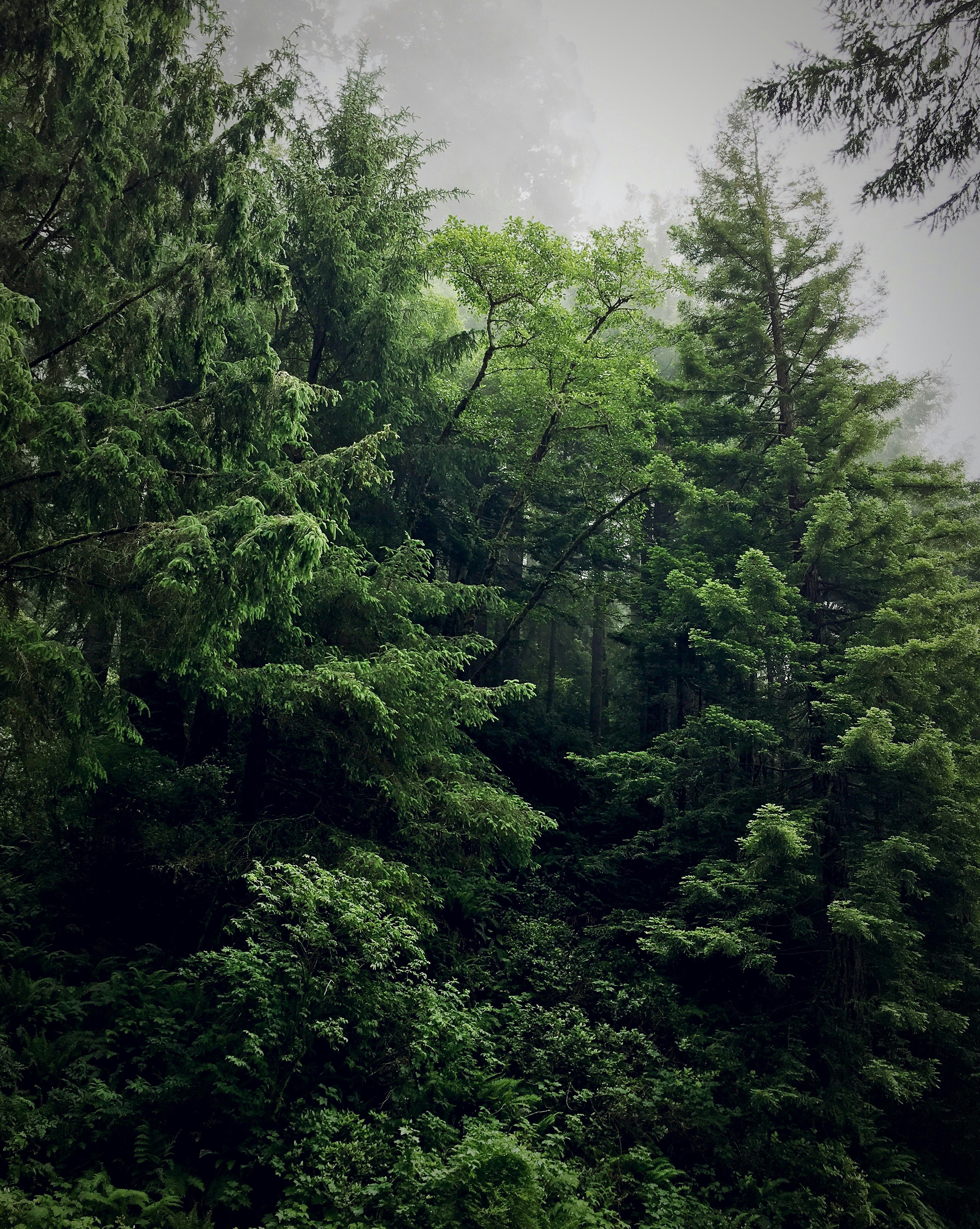 Dense, mist-covered forest with lush green trees and undergrowth, showcasing natural biodiversity and ecosystem vitality.