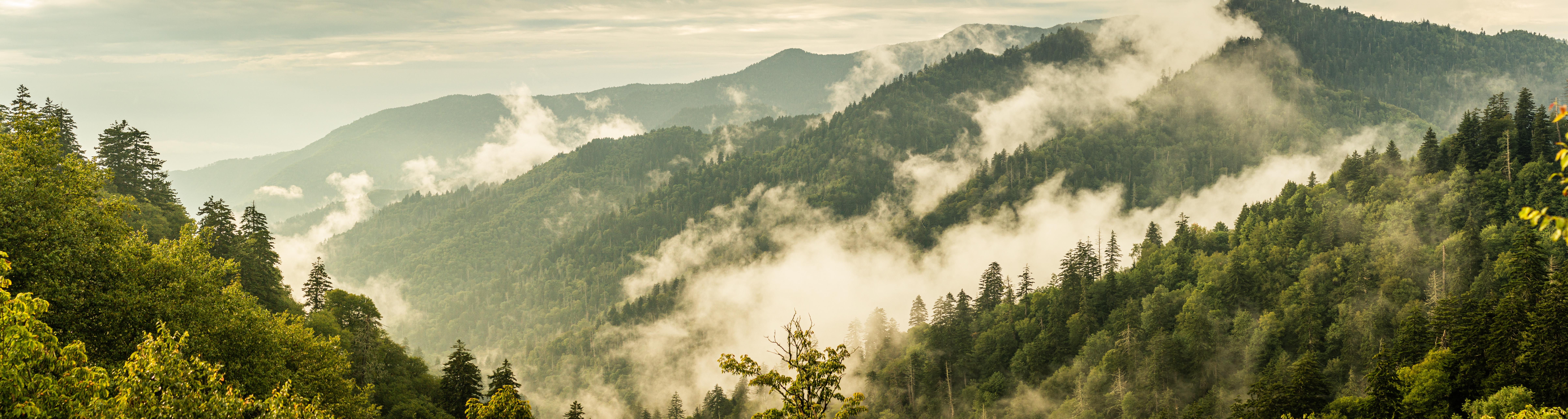 Panorama view of foggy forest in smoky mountains national park a